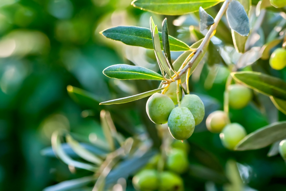 'Young Olive On A Branch' - Andalusien